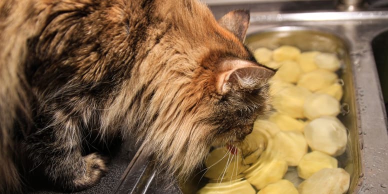 Dürfen Katzen rohe oder gekochte Kartoffeln essen?